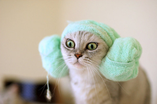 Illustration for article titled Dammit, you're not my towel!